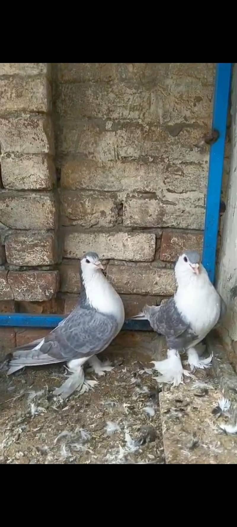 silver sherazi breader pair 0