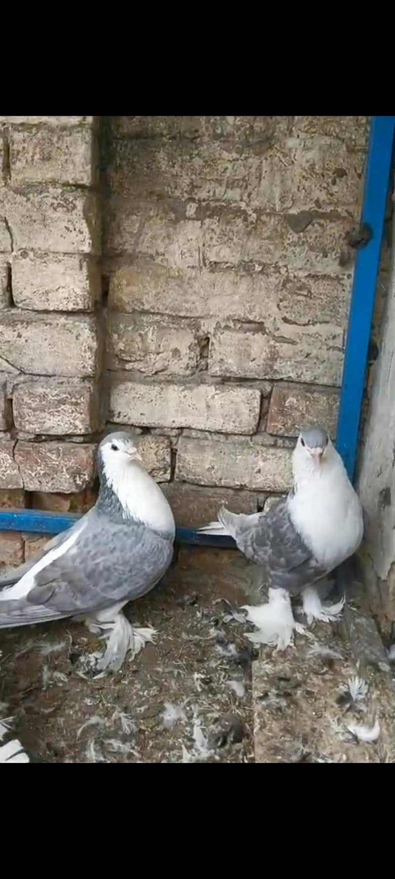 silver sherazi breader pair 1