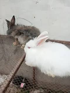 Fancy rabbit breeder pair