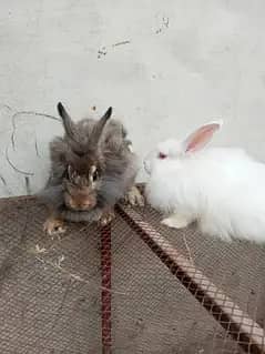 Fancy rabbit breeder pair 1