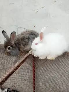 Fancy rabbit breeder pair 3