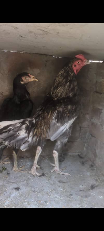 Alhamdulillah Home bread Birds for sale 0.3. 2.5. 4.8. 2.7. 2.5. 5