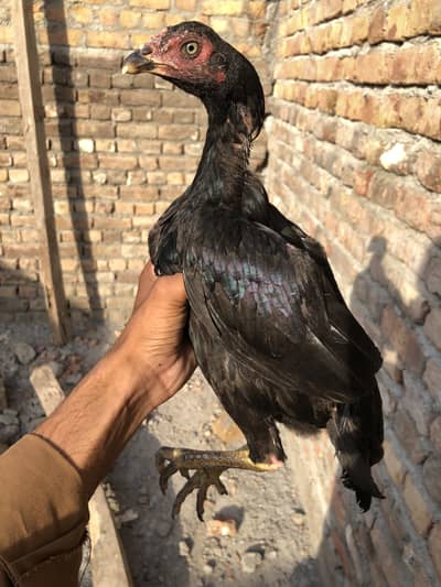 Aseel Lasani pair for sale