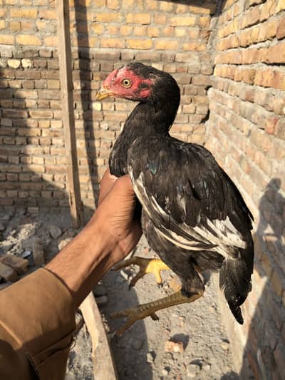 Aseel Lasani pair for sale