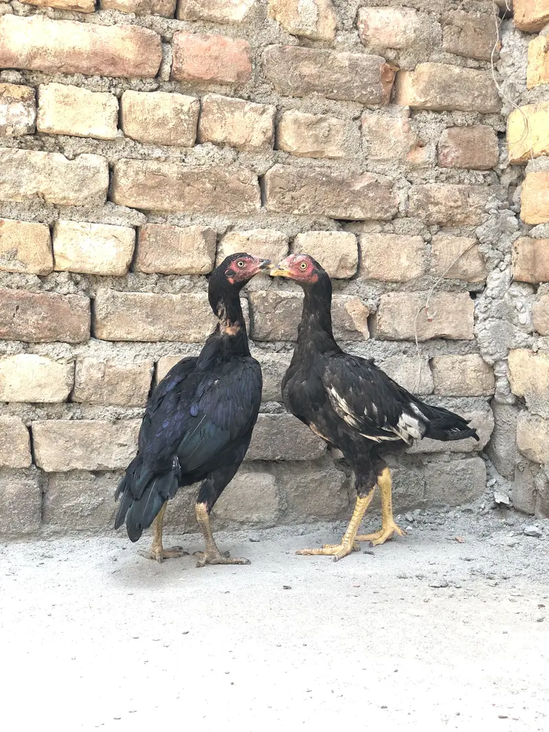 Aseel Lasani pair for sale — photo 3
