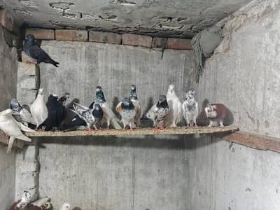breeder pair for sale