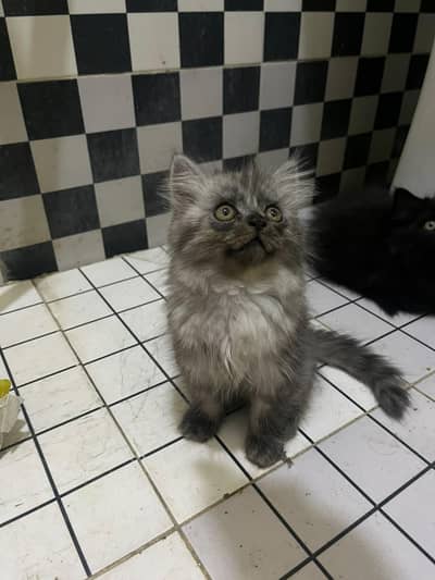tripl coted kitten for, sale 03428585370