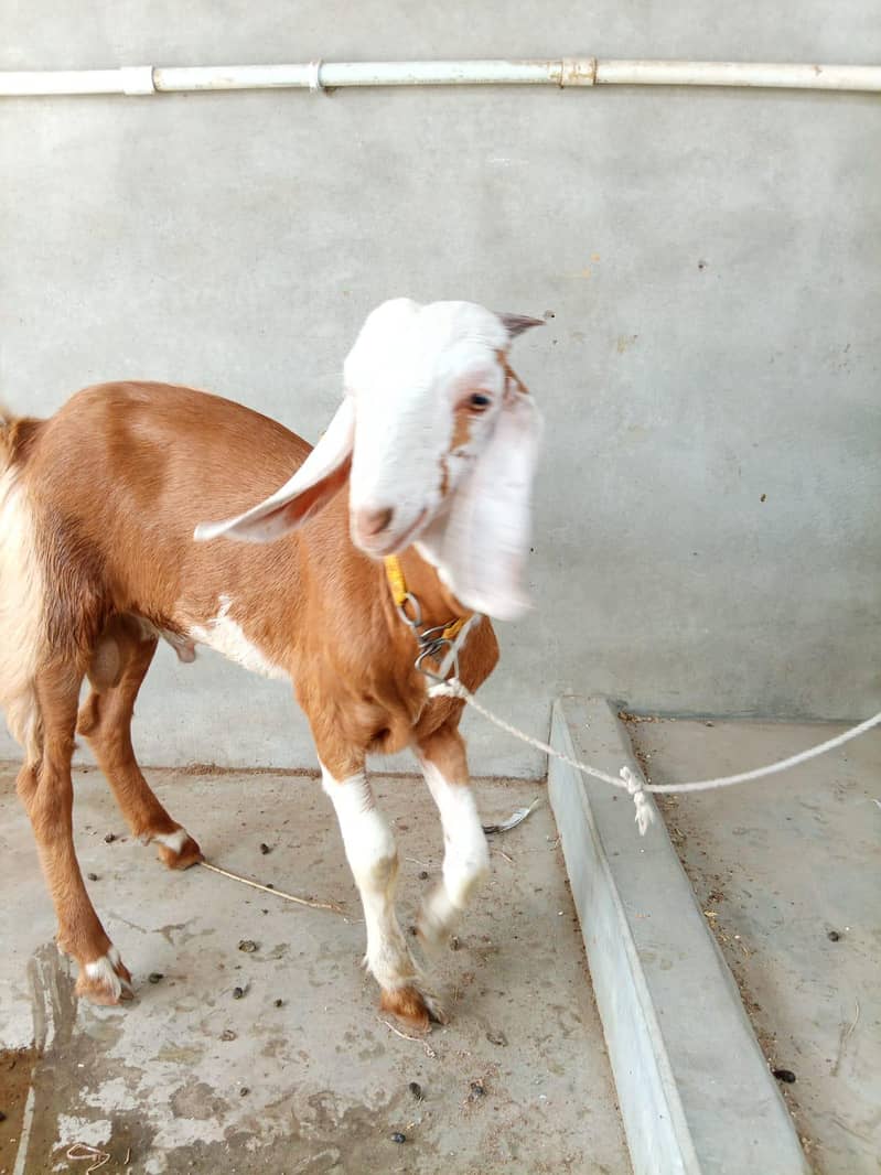 Ablak Bakra 1