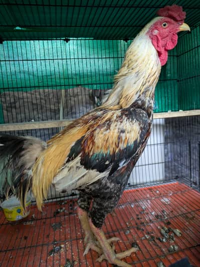 Jawa Aseel Rooster For sale