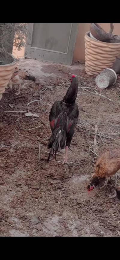 male 2
