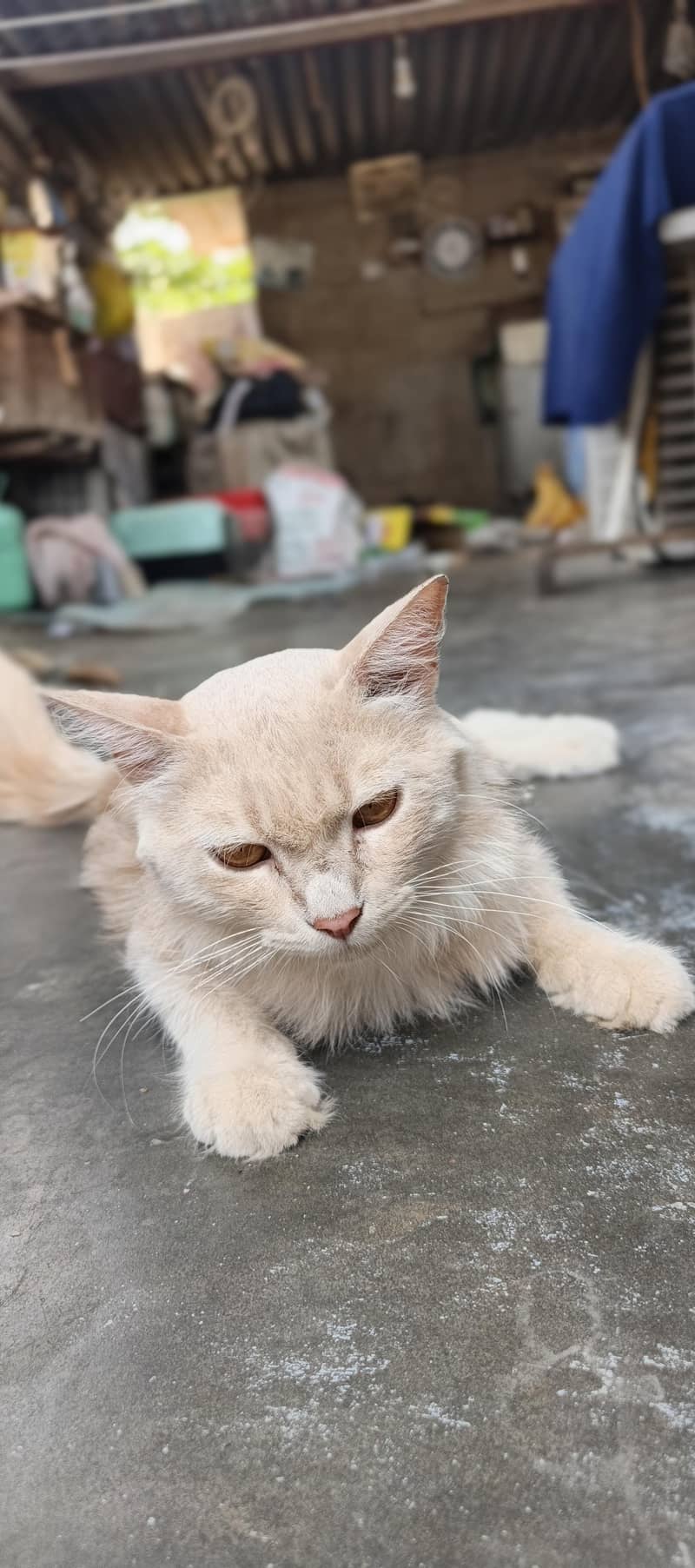 cats. 1