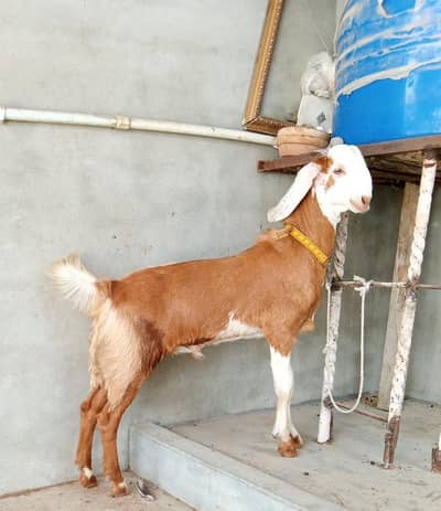 Ablak Bakra
