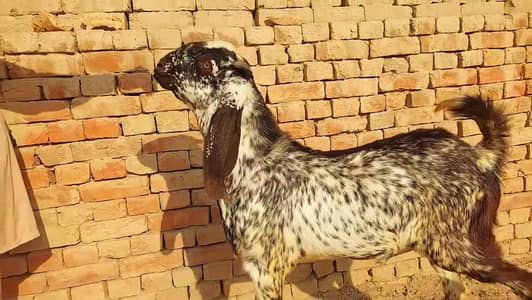 Desi Bakra Urgent For Sale call _03233558634