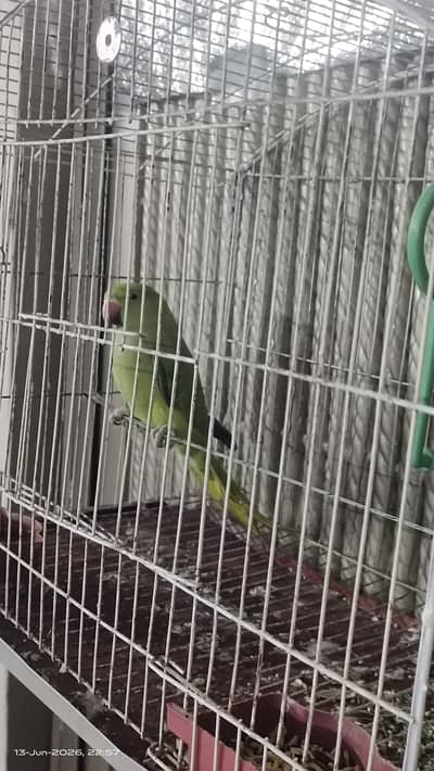 green parrot