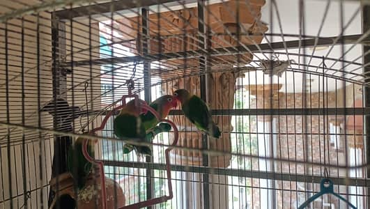 Love birds for sale