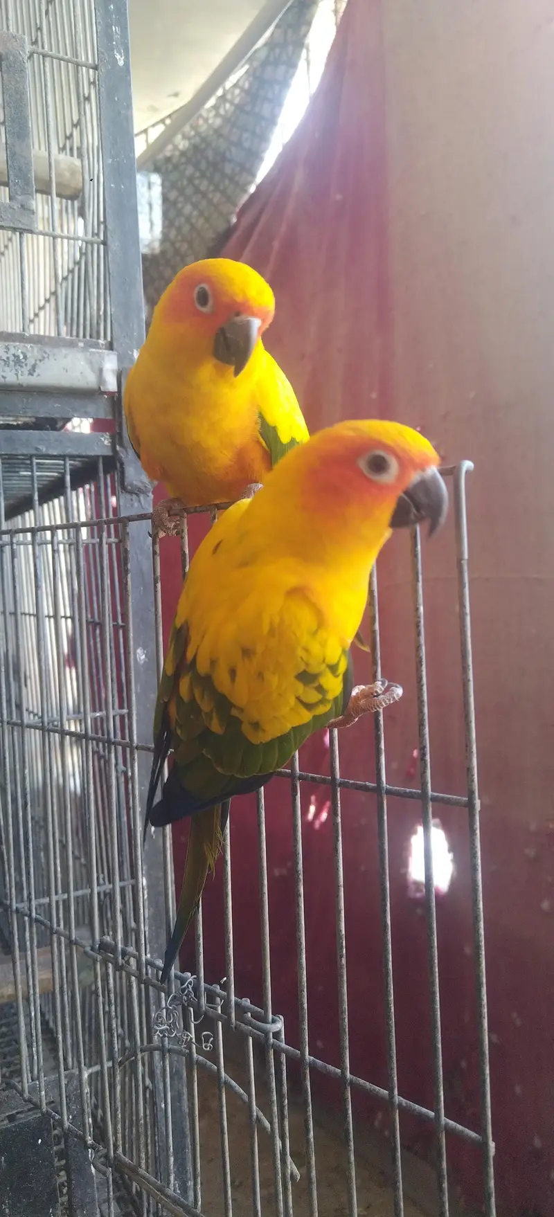 sunconur red factor