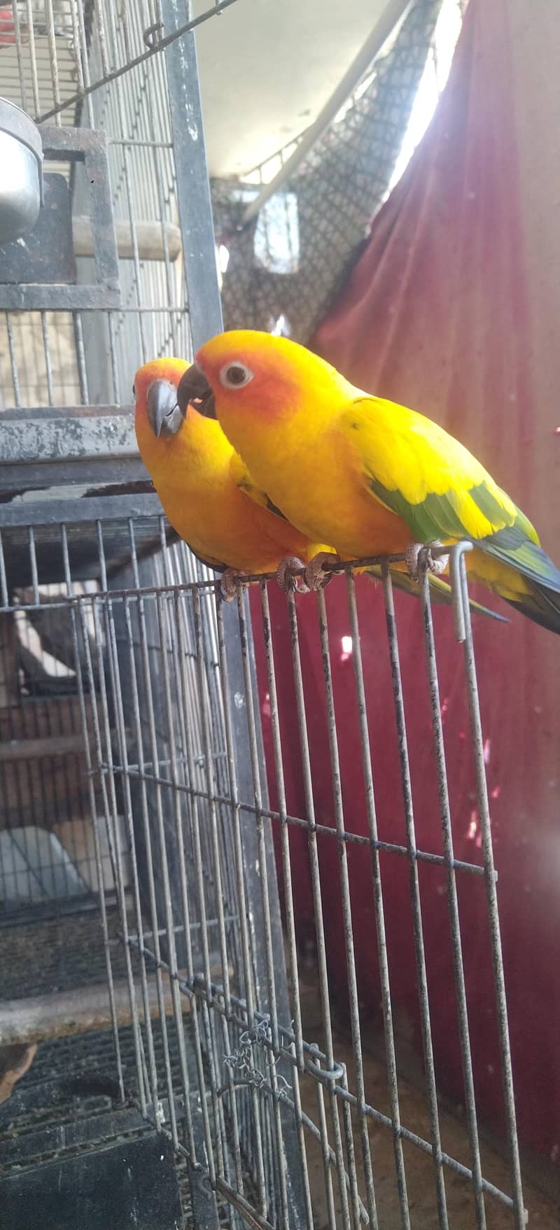 sunconur red factor 1