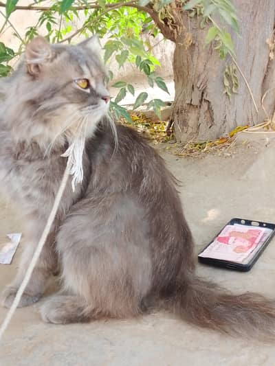 Breed Gray Persian Male Cat Gentle And Friendly Home Lovers  B