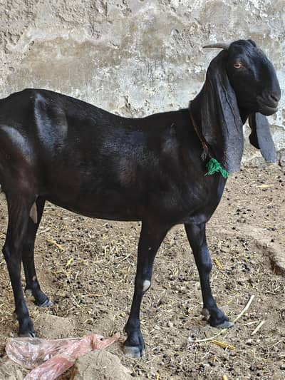 Pregnant Goat