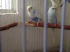 Australian budgies l Hogoromo budgies