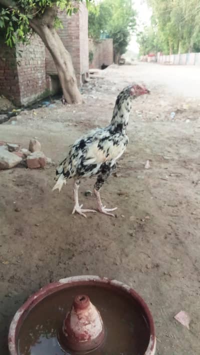 for sale