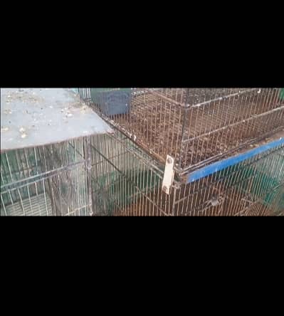 cage 4000