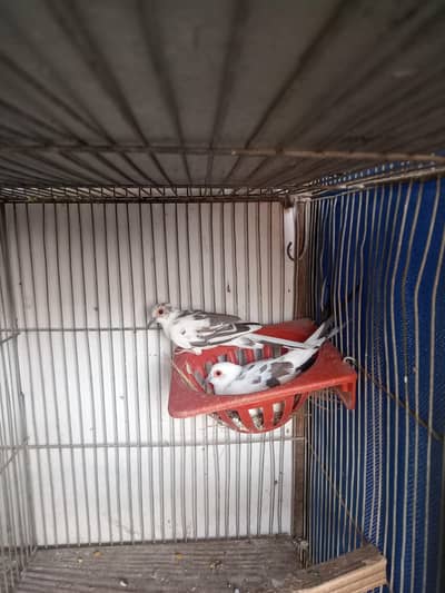 pied diamond dove