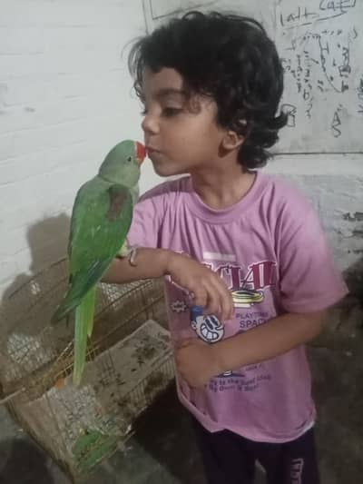 Raw parrot age 5 month pric final 15000 1 pic