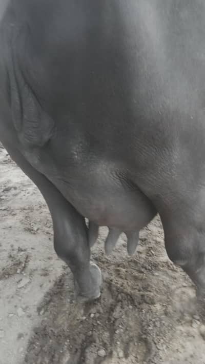 Buffalo for sale