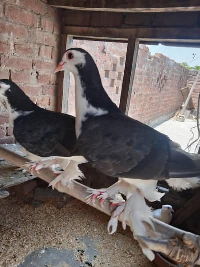 sharzi pair
