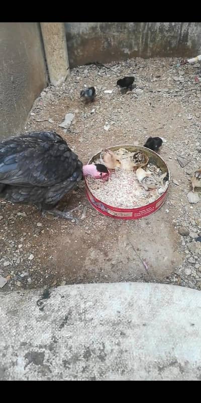 Aseel home breed