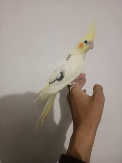 cockatiel