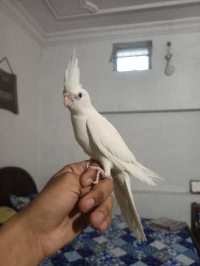 cockatiel