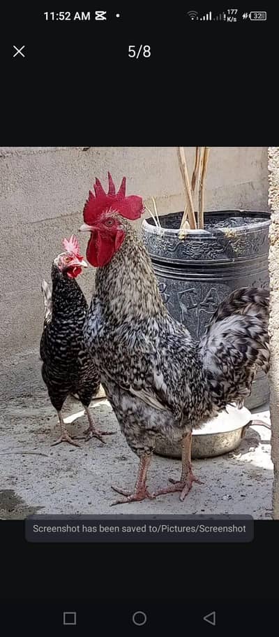 Plymouth pair 1 year age full healthy and active