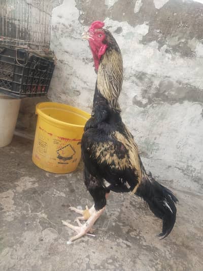 java murga for sale
