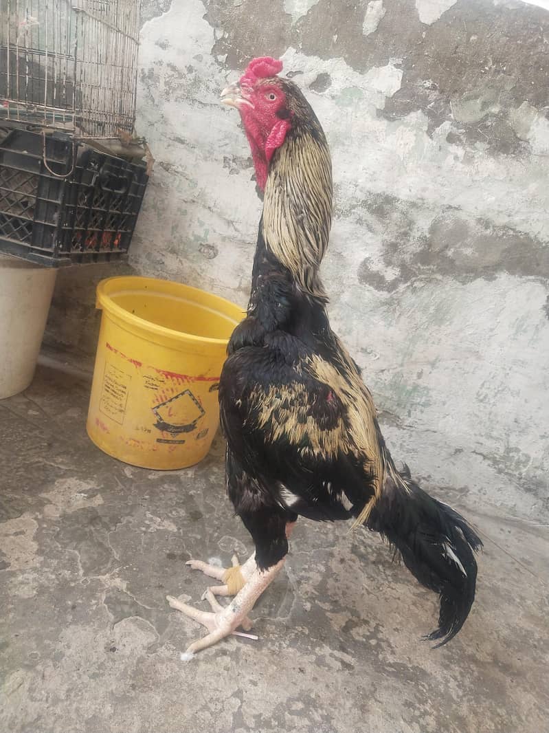 java murga for sale 0