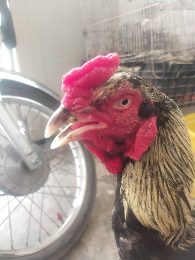 java murga for sale 2
