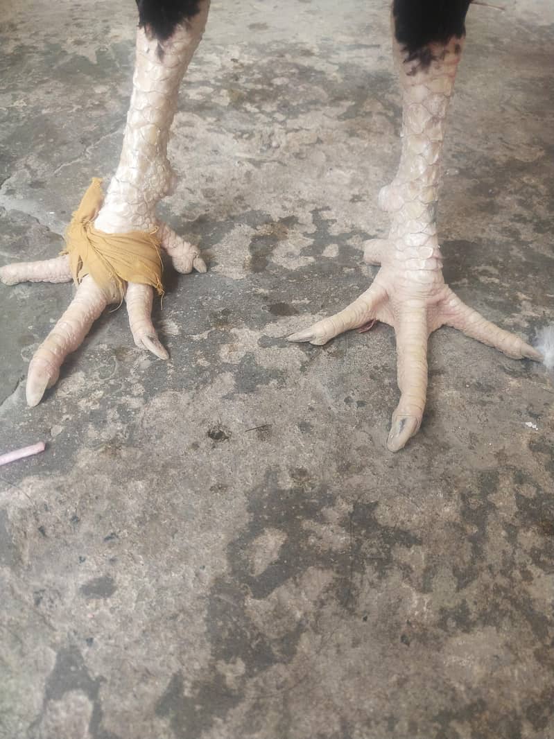java murga for sale 3