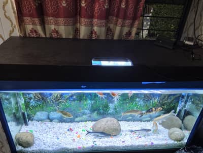 fish aquarium