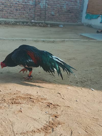 Mianwali aseel 16 month age
