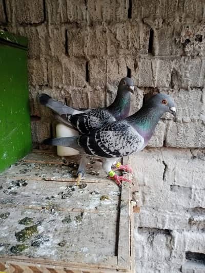 qasad baby pigeon mill jai ja