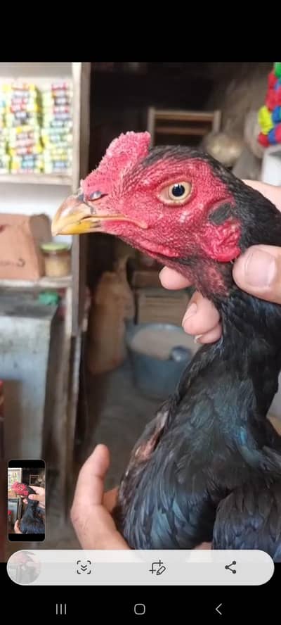 aseel lasani