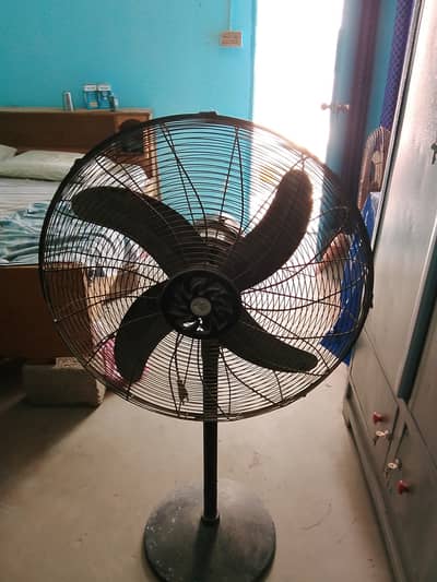 Pak Fans 4year swim height
