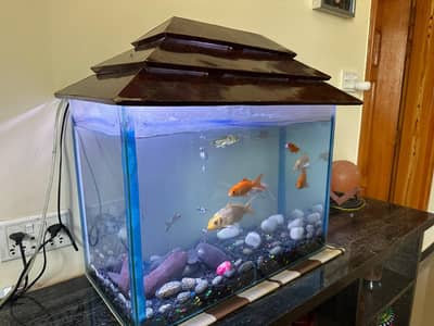 aquarium & Fish - Complete package