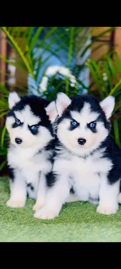 Siberian husky fore sale Whatsapp number 0319-2144-599