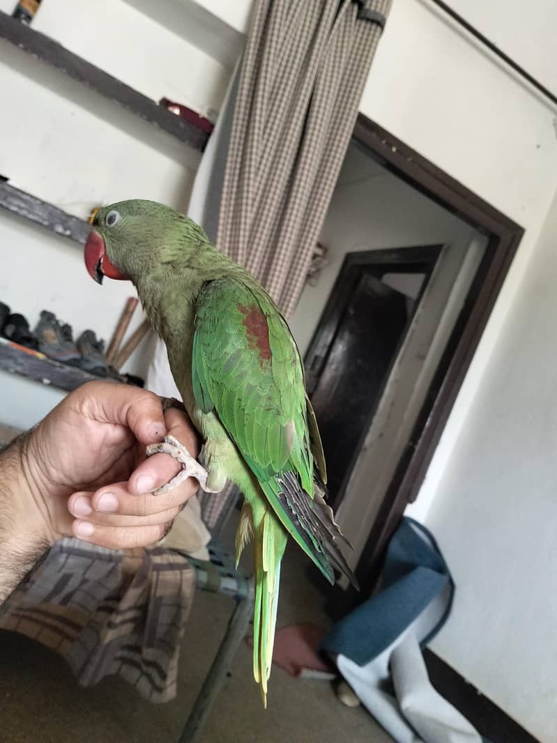 PAHARI PATHA 2