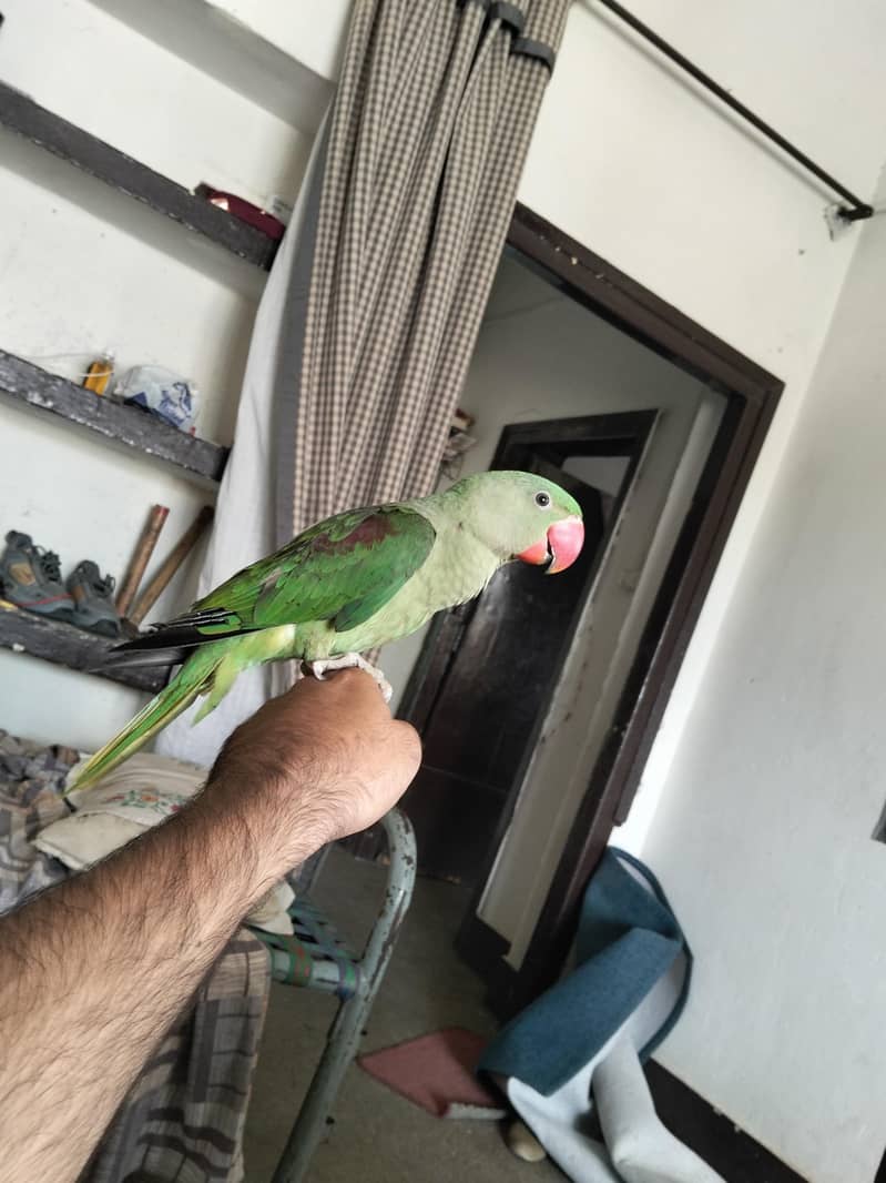 PAHARI PATHA 3