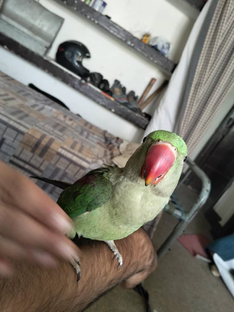 PAHARI PATHA 4