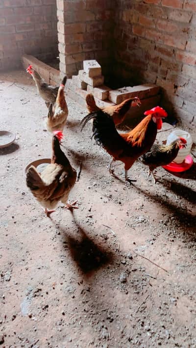 pure desi hens