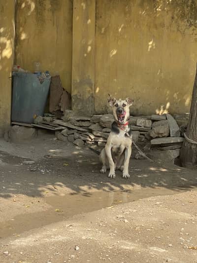 Allsession Dog